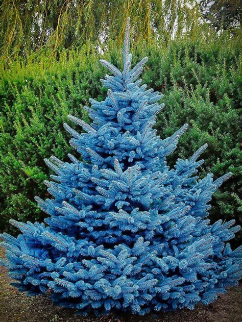 Spruce Trees for Sale Online | The Tree Center