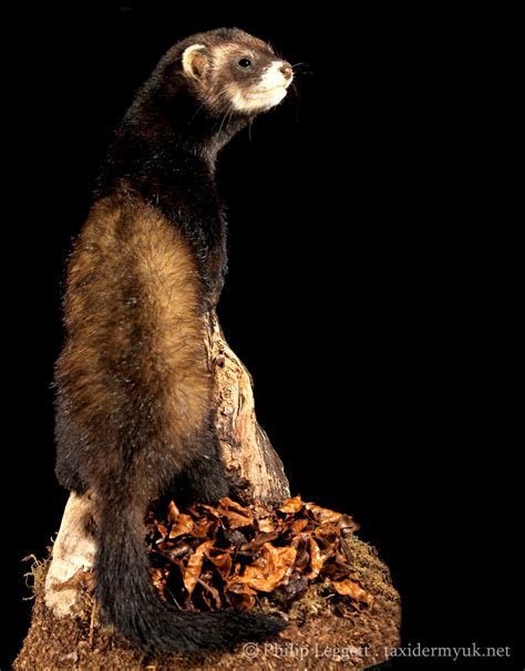 Polecat - Taxidermy UK