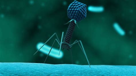 A Bright Outlook for Bacteriophage Applications - Microbiome Times Magazine