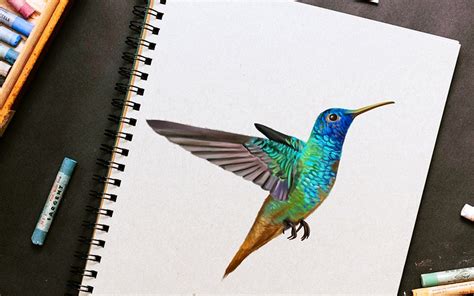 How to Draw a Hummingbird - A Realistic Hummingbird Drawing