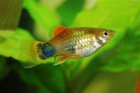 22 Small Aquarium Fish Species for Your Freshwater Tank