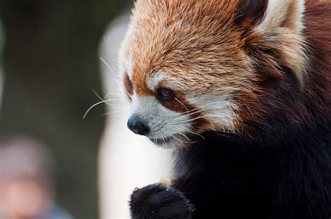 20+ Red Panda Diet Stock Photos, Pictures & Royalty-Free Images - iStock