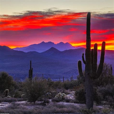 Desert sunset | Desert painting, Arizona landscape, Arizona sunset