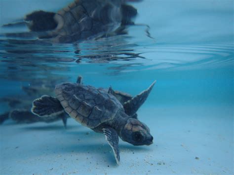 Hatchlings Loggerhead 2015 – The Turtle Hospital. Rescue, Rehab, Release.