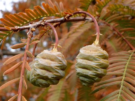 Dawn Redwood - Arnold Arboretum | Arnold Arboretum