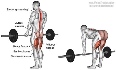 Barbell straight back stiff leg deadlift. An isolation exercise. Target muscle: Gluteus Maximus ...