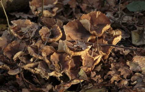 Fungi in the Forest by Danimatie on DeviantArt