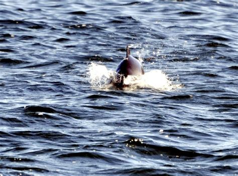 Harbor Porpoise – "OCEAN TREASURES" Memorial Library