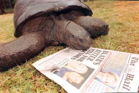 Jonathan the Seychelles Tortoise Is the Oldest Known Living Land Animal in the World at 190 ...