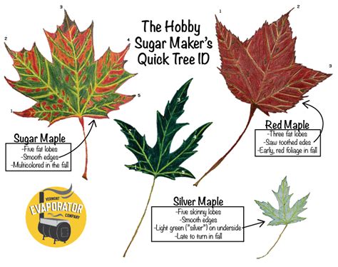 DIY Maple Syrup: Time to Identify Your Trees! in 2023 | Tree identification, Tapping maple trees ...