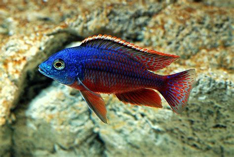 pics of tropical fish | Freshwater Fish For Aquarium - Fresh ...