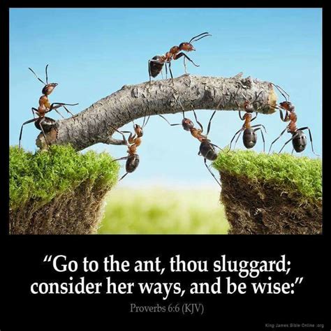 “Go to the ant, thou sluggard; consider her ways, and be wise” (Proverbs 6:6). #KWMinistries ...