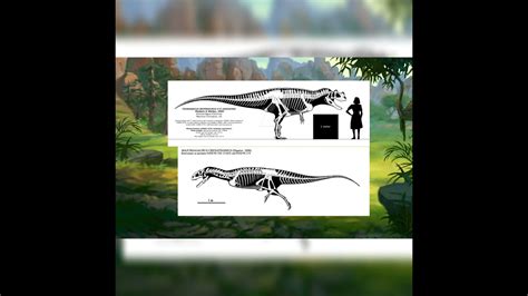 Ceratosaurus Dentisulcatus And Majungasaurus Crenatissimus Size Comparison - YouTube