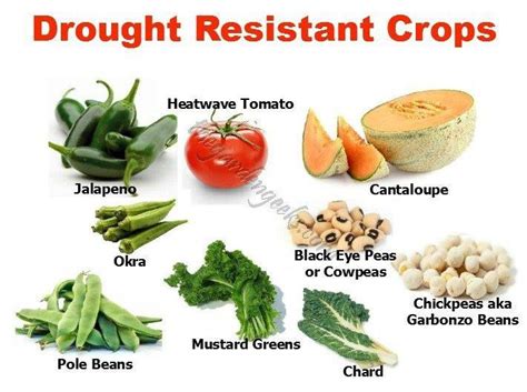 Drought resistant crops