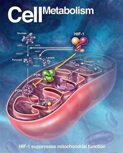 CELL METABOLISM - MEDizzy