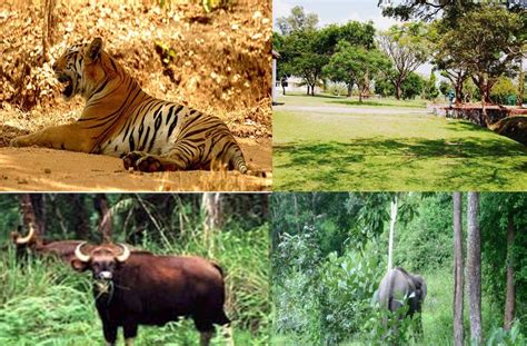 INDIA ON WHEELS - A trip for pleasure!: Wildlife in Karnataka : Bandipur National Park (Project ...