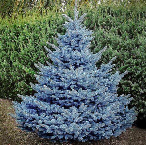 Baby Blue Spruce | Semi-Dwarf Evergreen Tree - PlantingTree