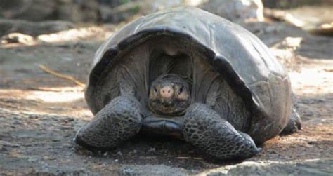 Scientists Find Galápagos Tortoise Thought To Be Extinct Since 1906