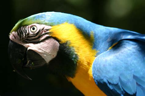 File:Blue and Gold Macaw head.jpg - Wikipedia, the free encyclopedia