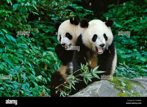 Two Giant Panda cubs eating bamboo, Wolong, Sichuan, China Stock Photo ...