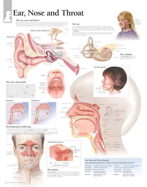 Ear, Nose & Throat | Scientific Publishing