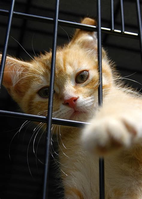 8 Ways You Can Help as a Cat Shelter Volunteer - Catster