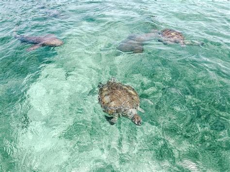 Travel Guide to Green Turtle Cay, Bahamas | Coral & Cotton