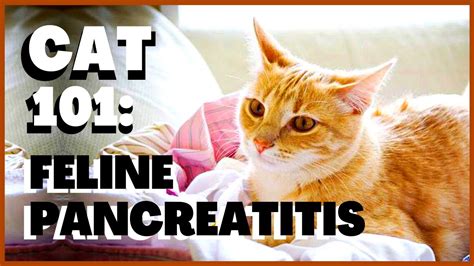 Cat 101: Feline Pancreatitis - YouTube