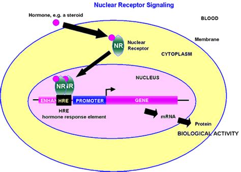 Nuclear receptor - Alchetron, The Free Social Encyclopedia