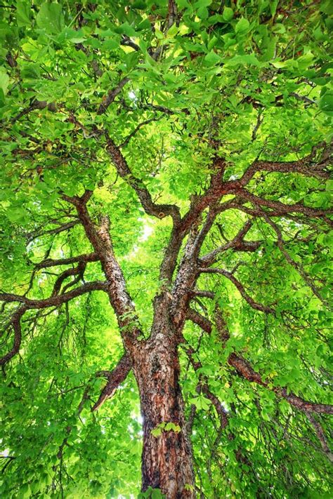 Stately Old Chestnut Tree stock photo. Image of hippocastanum - 15164288