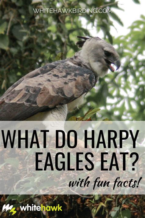 Harpy Eagle Hunting Sloth