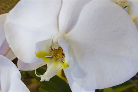 White Orchid Phalaenopsis Amabilis Free Stock Photo - Public Domain Pictures