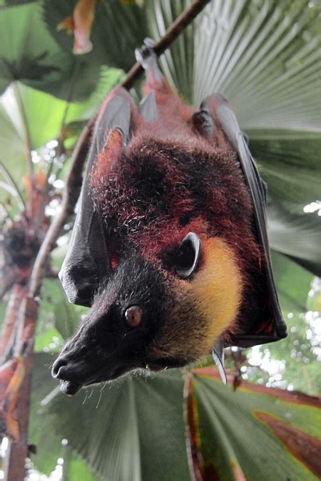 Giant Golden-Crowned Flying Fox Bat Facts, Habitat, Diet, Life Cycle ...