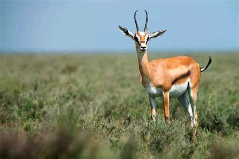 What Are The Predators Of Thomson’s Gazelle? - Worldwide Nature