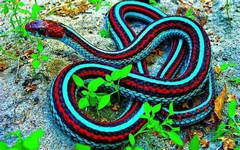 Facts About The Rainbow Snake — Steemit