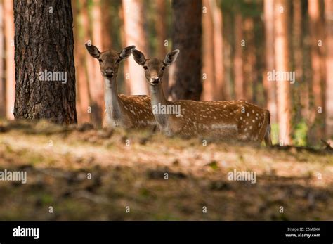 Fellow Deer, Dama dama, female Stock Photo - Alamy