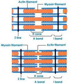 Mechanism of Skeletal Muscle Contraction – Medchrome