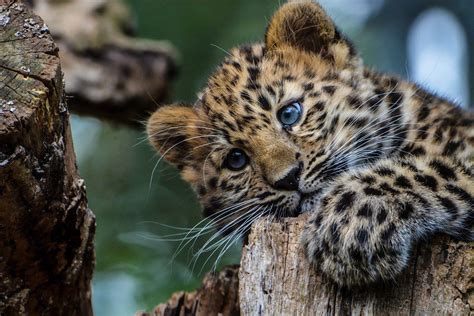 Cute Baby Leopard Wallpapers - Top Free Cute Baby Leopard Backgrounds ...