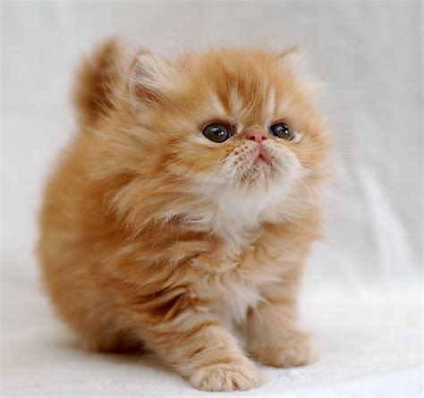 42+ Orange Persian Munchkin Cat - Furry Kittens