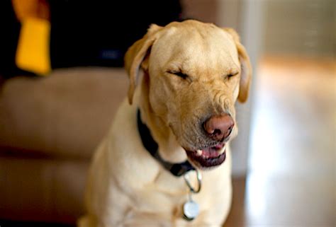 Reverse Sneezing in Dogs: Yes, It's a Thing (Here's What to Know) - Petful