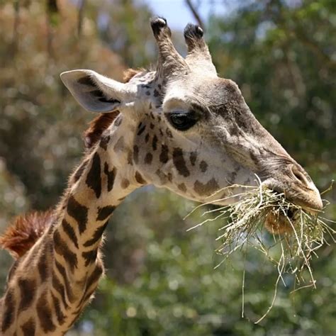 Masai giraffe - Facts, Diet, Habitat & Pictures on Animalia.bio