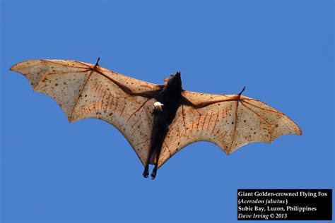 The endangered Golden-capped Fruit Bat (Acerodon jubatus) has a 1.7 m wingspan, but only weighs ...