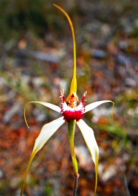 Spider Orchid from Kojonup, West Australia | flowers | Pinterest | Spider and Australia