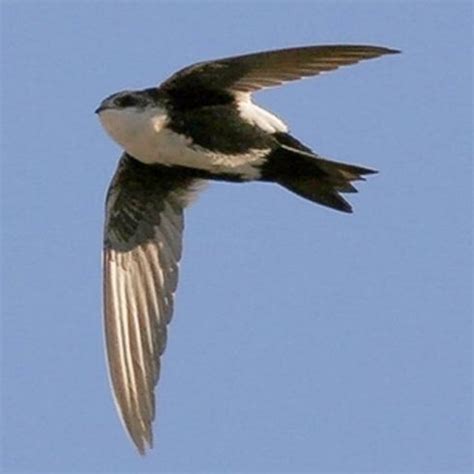 Swooping with Swifts | Swift, Bird species, Bird watching