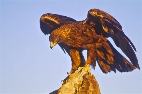 Golden Eagle Images