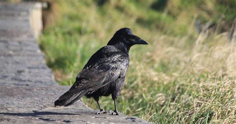 Comprendre le Symbole du Corbeau (mythologie et symbolisme) - La Porte ...