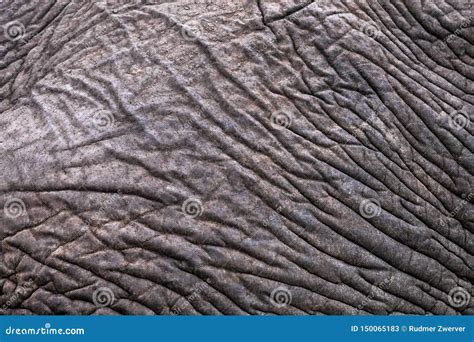 Elephant skin pattern stock image. Image of element - 150065183