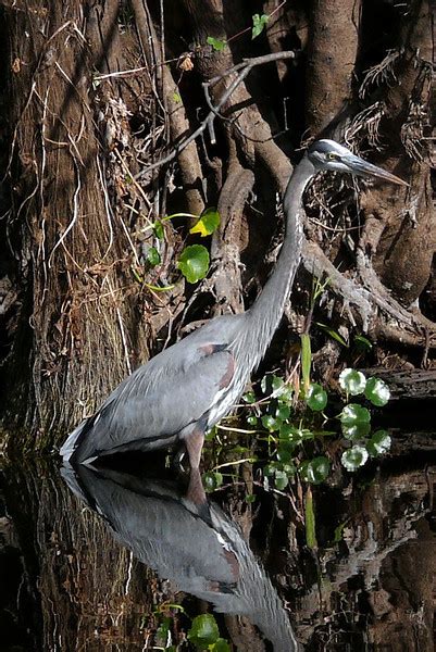 Wildlife on the St. Johns River in Florida: Panasonic Compact Camera ...