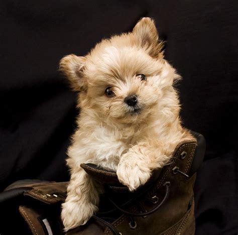 Pomapoo – Is The Pomeranian Poodle Mix For You? | Poodle mix, Pomapoo, Yorkie poodle