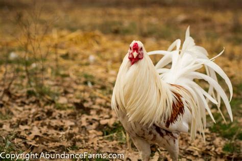 Yokohamas | Chicken breeds, Breeds, Chickens